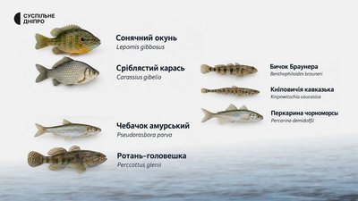 Родом з Північної Америки, але тепер мешкають у Дніпрі: як нові види риб шкодять водоймам Дніпропетровщини Родом з Північної Америки, але тепер мешкають у Дніпрі: як нові види риб шкодять водоймам Дніпропетровщини