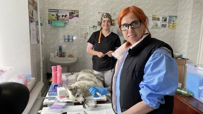 Безплатна стерилізація: у Новій Одесі прооперували безпритульних та безпородних тварин Безплатна стерилізація: у Новій Одесі прооперували безпритульних та безпородних тварин