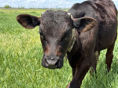 "Корова – годувальниця": як у селі Іванівка на Донеччині родина відновила будинки та тримає худобу "Корова – годувальниця": як у селі Іванівка на Донеччині родина відновила будинки та тримає худобу