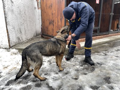 У ДСНС Полтавщини створили кінологічне відділення, де працює вівчарка Касандра
