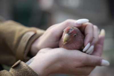 Папуга, 20 червня 2026 року, розбір завалів, Холодногірський район, Харків Папуга, 20 червня 2026 року, розбір завалів, Холодногірський район, Харків