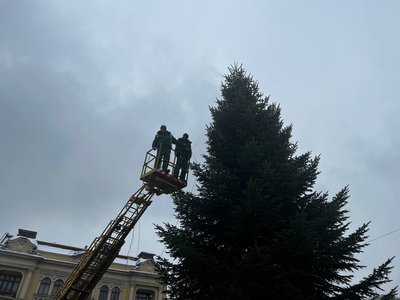У Львові встановили головну ялинку міста У Львові встановили головну ялинку міста