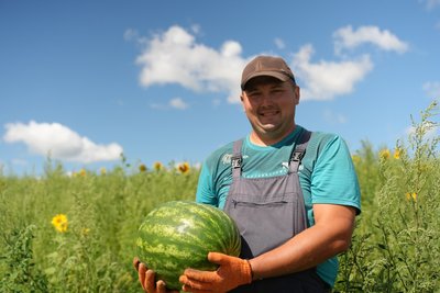 Найважчий кавун — 15,5 кг: як у Беседівці на Сумщині вперше почали вирощувати баштанні Найважчий кавун — 15,5 кг: як у Беседівці на Сумщині вперше почали вирощувати баштанні
