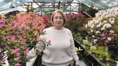 "Найбільша колекція в області". У ботсаду Кривого Рогу розцвіла азалія індійська "Найбільша колекція в області". У ботсаду Кривого Рогу розцвіла азалія індійська