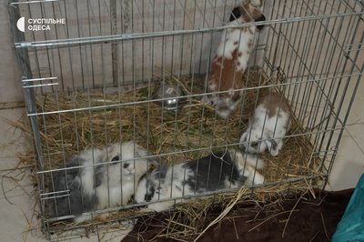 В Одесі врятували кроликів і голубів із Дерибасівської
