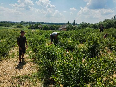 Три-п’ять кілограмів з куща. У господарстві на Кіровоградщині збирають лохину Три-п’ять кілограмів з куща. У господарстві на Кіровоградщині збирають лохину