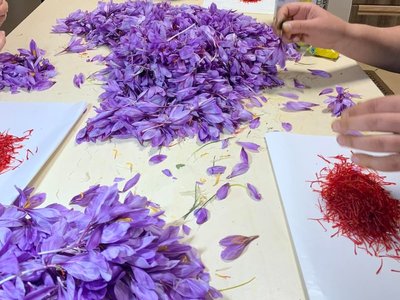 Шафран, підприємець вирощує шафран, Чортківський район, Тернопільщина, листопад 2025 Шафран, підприємець вирощує шафран, Чортківський район, Тернопільщина, листопад 2025