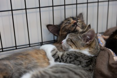 AdoptMe Days в Києві: більше 110 тварин знайшли родини за два дні