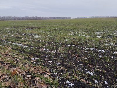 2024-го року Полтавщина стала лідером з продажу земель: чому та хто купує 2024-го року Полтавщина стала лідером з продажу земель: чому та хто купує