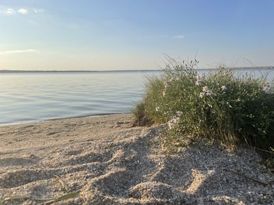 Ціна війни: який вплив на екологію та чому важливо думати про ріпак. Інтерв'ю з Дарцею Цимбалюк Ціна війни: який вплив на екологію та чому важливо думати про ріпак. Інтерв'ю з Дарцею Цимбалюк