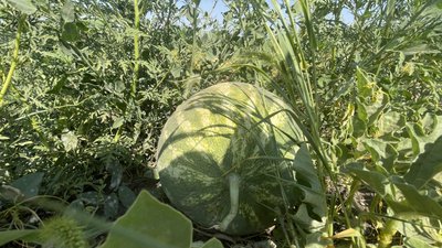 "Сонце спалює продукцію": як відбувається вирощування овочів на Миколаївщині "Сонце спалює продукцію": як відбувається вирощування овочів на Миколаївщині