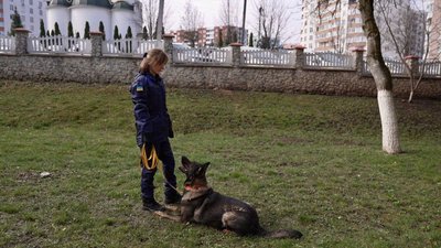 німецька вівчарка, кінолог німецька вівчарка, кінолог