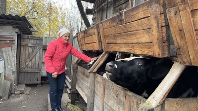 "Не здаю молоко". Чому на Сумщині невигідно утримувати корів "Не здаю молоко". Чому на Сумщині невигідно утримувати корів