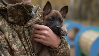 Собака на службі: у кінологічному підрозділі Нацгвардії у Чернігові з`явилися нові цуценят Собака на службі: у кінологічному підрозділі Нацгвардії у Чернігові з`явилися нові цуценят