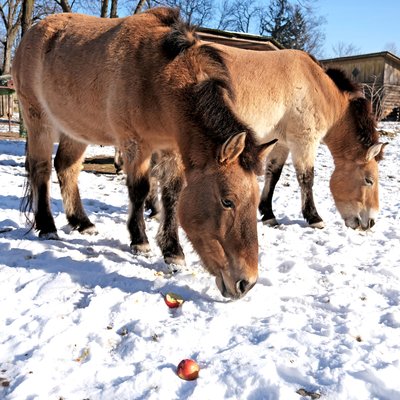 У Київському зоопарку відзначатимуть День коня У Київському зоопарку відзначатимуть День коня