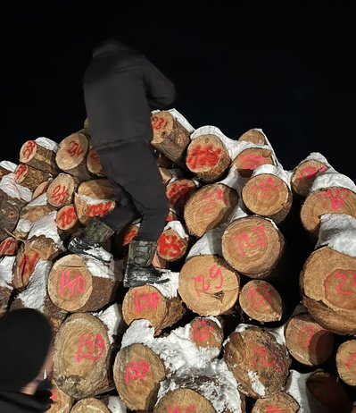 Збитки — щонайменше 10 млн грн: на Волині зафіксували масштабне розкрадання лісу Збитки — щонайменше 10 млн грн: на Волині зафіксували масштабне розкрадання лісу