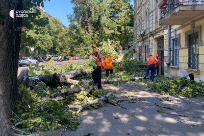 В Одесі через негоду впали дерева: рух транспорту змінили