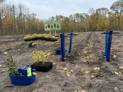 «Це дуже корисна справа»: які переваги європейського методу посадки дерев «Це дуже корисна справа»: які переваги європейського методу посадки дерев