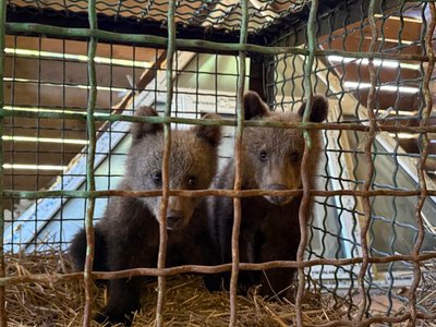 Виснажені й голодні сиділи на деревах: на Закарпатті врятували двох ведмежат Виснажені й голодні сиділи на деревах: на Закарпатті врятували двох ведмежат