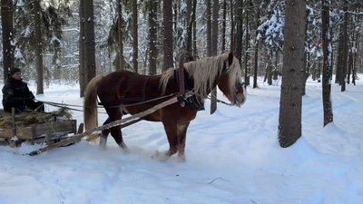 Дикі тварини на Чернігівщині: як взимку підгодовують диких звірів Дикі тварини на Чернігівщині: як взимку підгодовують диких звірів