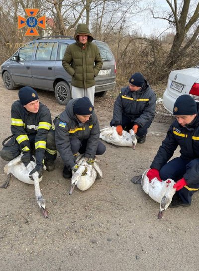 На Київщині врятували лебедів, які примерзли до криги На Київщині врятували лебедів, які примерзли до криги