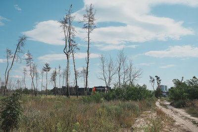 Журавлівський ліс у Харкові пошкодила пожежа у вересні 2024 року Журавлівський ліс у Харкові пошкодила пожежа у вересні 2024 року