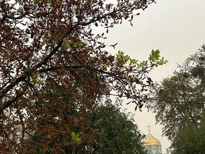"До перемоги. Вірю в це": каштани цвітуть на Золотоніщині "До перемоги. Вірю в це": каштани цвітуть на Золотоніщині