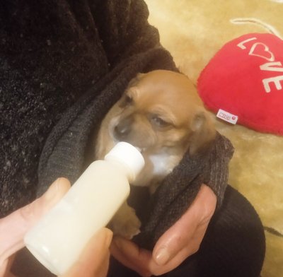 Тварини, собака, цуценя, порятунок, допомога, річка, Житомир Тварини, собака, цуценя, порятунок, допомога, річка, Житомир