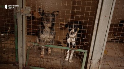 Відловлюють, стерилізують та чипують: в яких умовах в Одесі утримують безпритульних собак Відловлюють, стерилізують та чипують: в яких умовах в Одесі утримують безпритульних собак