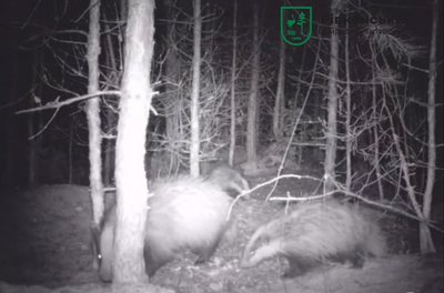 Фотопастка. Сімейство борсуків Фотопастка. Сімейство борсуків