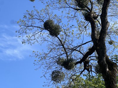 Дерева, що уражені омелою, можуть ламатися частіше