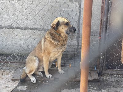 Більшість тварин вивезли із зони бойових дій. У херсонському притулку живуть понад 170 собак та котів Більшість тварин вивезли із зони бойових дій. У херсонському притулку живуть понад 170 собак та котів