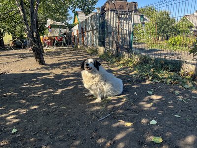 Притулок тварини собаки допомога собака Аляска Добропілля Донецька область 17 вересня 2024 рік Притулок тварини собаки допомога собака Аляска Добропілля Донецька область 17 вересня 2024 рік