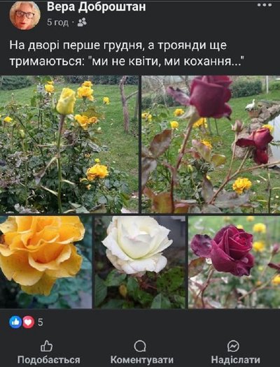 Санки є, а снігу немає: коли черкасцям чекати "зимову" погоду