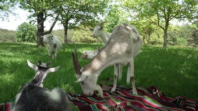 "Я вже так звикла тут": історія Марії Гук, яка переїхала в село із Рівного "Я вже так звикла тут": історія Марії Гук, яка переїхала в село із Рівного