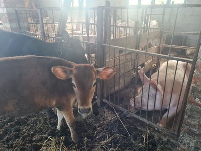 Державна дотація на корів, кіз і овець: умови виплат за тварин на Житомирщині Державна дотація на корів, кіз і овець: умови виплат за тварин на Житомирщині