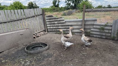 Гуси у селі Олександрівка Лиманська громада Донецька область 20 червня 2025 рік Гуси у селі Олександрівка Лиманська громада Донецька область 20 червня 2025 рік