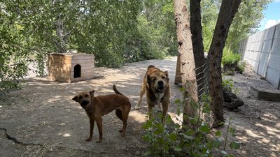 "Не віддаю абикому": в олександрійському притулку шукають нові родини для тварин "Не віддаю абикому": в олександрійському притулку шукають нові родини для тварин