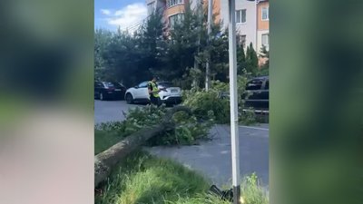 У Вінниці на юнака впало дерево: що відомо