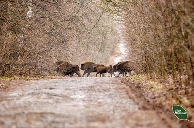 Зубри з Вінниччини переїдуть до Київщини: як це вплине на популяцію тварин Зубри з Вінниччини переїдуть до Київщини: як це вплине на популяцію тварин