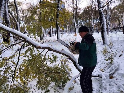В Одесі через негоду повалило понад 350 дерев та гілок В Одесі через негоду повалило понад 350 дерев та гілок
