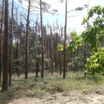 відновлення лісу відновлення лісу