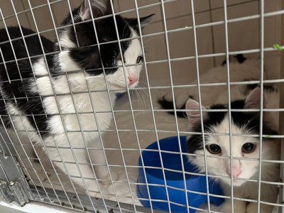 Місяць не могли евакуювати: до Черкас привезли вісьмох котів з Краматорська Місяць не могли евакуювати: до Черкас привезли вісьмох котів з Краматорська