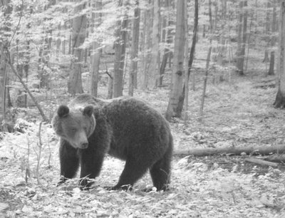 В Ужанському нацпарку фотопастка зафіксувала диких тварин В Ужанському нацпарку фотопастка зафіксувала диких тварин