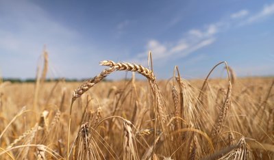 Жнива на Черкащині Жнива на Черкащині