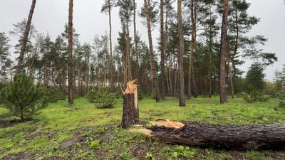 Буревій у Кропивницькому: дерева падають на дороги, тротуари та будинки Буревій у Кропивницькому: дерева падають на дороги, тротуари та будинки