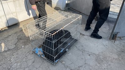 Перетримка, лікування та стерилізація: у Миколаєві працює міні-притулок Перетримка, лікування та стерилізація: у Миколаєві працює міні-притулок