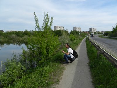 Крючок річковий, чернь червонодзьоба і вперше мартин малий: на Здобунівських ставах на Рівненщині облікували птахів Крючок річковий, чернь червонодзьоба і вперше мартин малий: на Здобунівських ставах на Рівненщині облікували птахів
