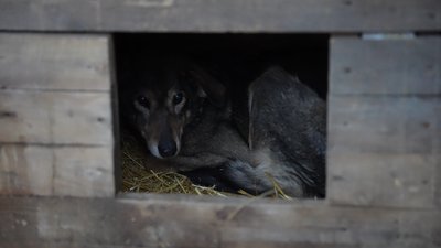 Мерзнуть у вольєрах, їжа й вода перетворюються на лід: у притулку на Дніпропетровщині хворіють собаки Мерзнуть у вольєрах, їжа й вода перетворюються на лід: у притулку на Дніпропетровщині хворіють собаки