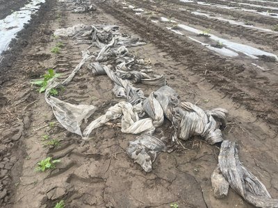 "Розрив серця": у фермерів з Черкащини негода змила розсаду кавунів "Розрив серця": у фермерів з Черкащини негода змила розсаду кавунів